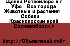 Щенки Ротвейлера в г.Уфа - Все города Животные и растения » Собаки   . Красноярский край,Сосновоборск г.